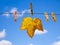 Autumn leaf hanging on the washing rope