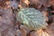 Autumn leaf of hazel after frosts on the on wet fallen foliage.