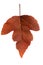 Autumn leaf, isolate on a white backgroun