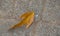 Autumn leaf isolated on a concrete surface