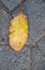 Autumn leaf isolated on a concrete surface