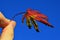 Autumn leaf of Korean Maple Acer Pseudosieboldianum turning red, held in left hand against blue skies