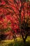 Autumn leaf landscape, Kyoto, Japan