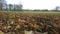 Autumn leaf litter on a field