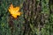 Autumn leaf lying on tree bark moss