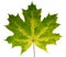 Autumn leaf maple on a white background isolated with clipping path. Nature.