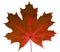 Autumn leaf maple on a white background isolated with clipping path. Nature.