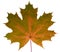 Autumn leaf maple on a white background isolated with clipping path. Nature.