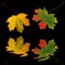 Autumn Leaf Movement