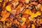 autumn leaf pile viewed from overhead