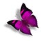 Autumn Leaf in purple fancy color, the beautiful flying butterfly on white background with soft shadow