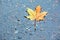 Autumn leaf rain asphalt city