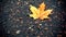 Autumn leaf rain asphalt city