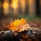 an autumn leaf rests on the ground in front of a forest