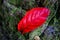 autumn leaf among stone and moss textures.