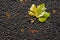 Autumn leaf on street tarmac