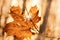 autumn leaf stuck in forest