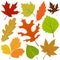 Autumn leaf vector