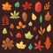 Autumn leaf vector autumnal leaves falling from fallen trees leafed oak and leafy maple or leafing foliage illustration