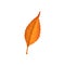 Autumn leaf vector icon, cartoon fallen foliage