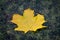 Autumn leaf on the water. Yellow maple leaf in a swamp. Autumn colors. Fall. Yellow maple leaf in a swamp.
