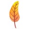 Autumn leaf watercolor. Hand drawn yellow dry plant. Fall botanical element, wilting alder or birch leaf