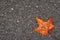 Autumn leaf on wet asphalt