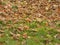 Autumn leafage foliage - fallen leaves on the lawn fall