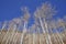 Autumn leafless birch trees on a sunny day.