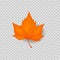 Autumn leave. Autumnal foliage isolated. Orange leaf maple. Vector.