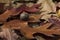 Autumn Leaves and Acorn - Quercus Palustris, Pin Oak