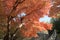 Autumn Leaves Of Adashino Nenbutsu-ji