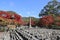 Autumn Leaves Of Adashino Nenbutsu-ji of Buddha statue