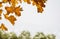 Autumn leaves against white sky background, Yellow and brown autumn foliage with gloomy could sky. Bright orange leaves in fall