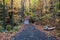Autumn leaves on an Algonquin Park Forest Trail