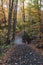 Autumn leaves on an Algonquin Park Forest Trail