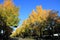 Autumn leaves along Yamashita park avenue