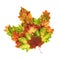 Autumn leaves arranged as a single maple leaf