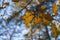 Autumn leaves in autumn park . leaf maple background. Russia