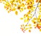 Autumn leaves background in gold and red