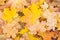 Autumn leaves background, sycamore maple in fall
