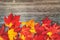 Autumn leaves background top view of old wood background texture and red yellow foliage maple leaf. Fall