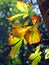 Autumn leaves backlighted in the sun, bokeh effect