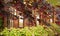 Autumn leaves on a beautiful pergola background.Fancy outdoor front yard.Wooden wall.