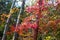 Autumn leaves in Bei Jiu Shui trail, Laoshan Mountain, Qingdao, China.