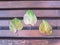 Autumn leaves on the bench with sunlight. Fallen leaf, natural background with wooden floor