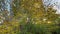 Autumn Leaves Blow in the Breeze on Trees at Chatham, Cape Cod