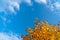 Autumn leaves with the blue sky backgroun, Yellow autumn foliage in front of could sky. Bright orange leaves in fall season blank