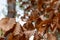 Autumn Leaves in a Bokeh Forest Landscape