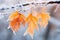 Autumn leaves on a branch covered with hoarfrost and snow, Beautiful frozen branch with orange and yellow maple leaves in the
